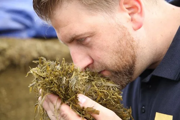 Close-up of grass silage showing fermentation quality
