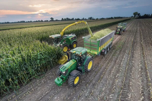 Tractors and trailers harvesting corn at dusk