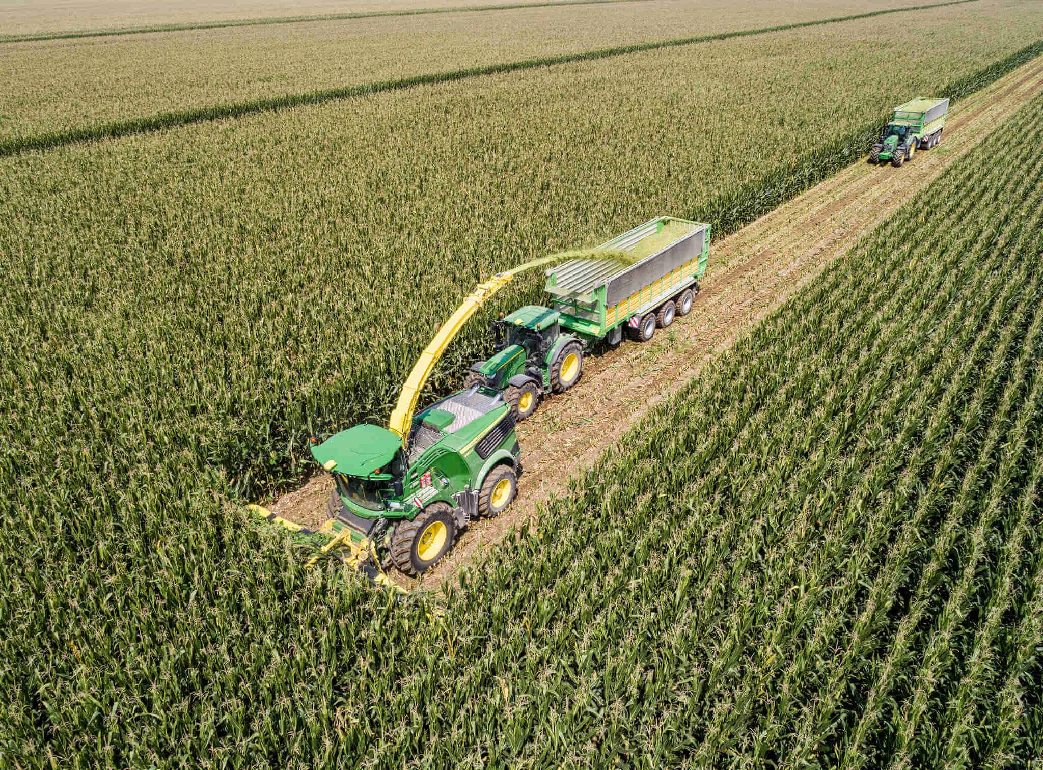 Corn harvesting machinery in action on the field