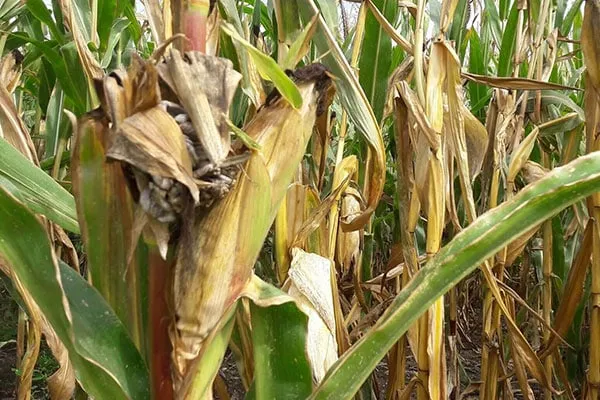 Drought-damaged silage corn field with dry plants